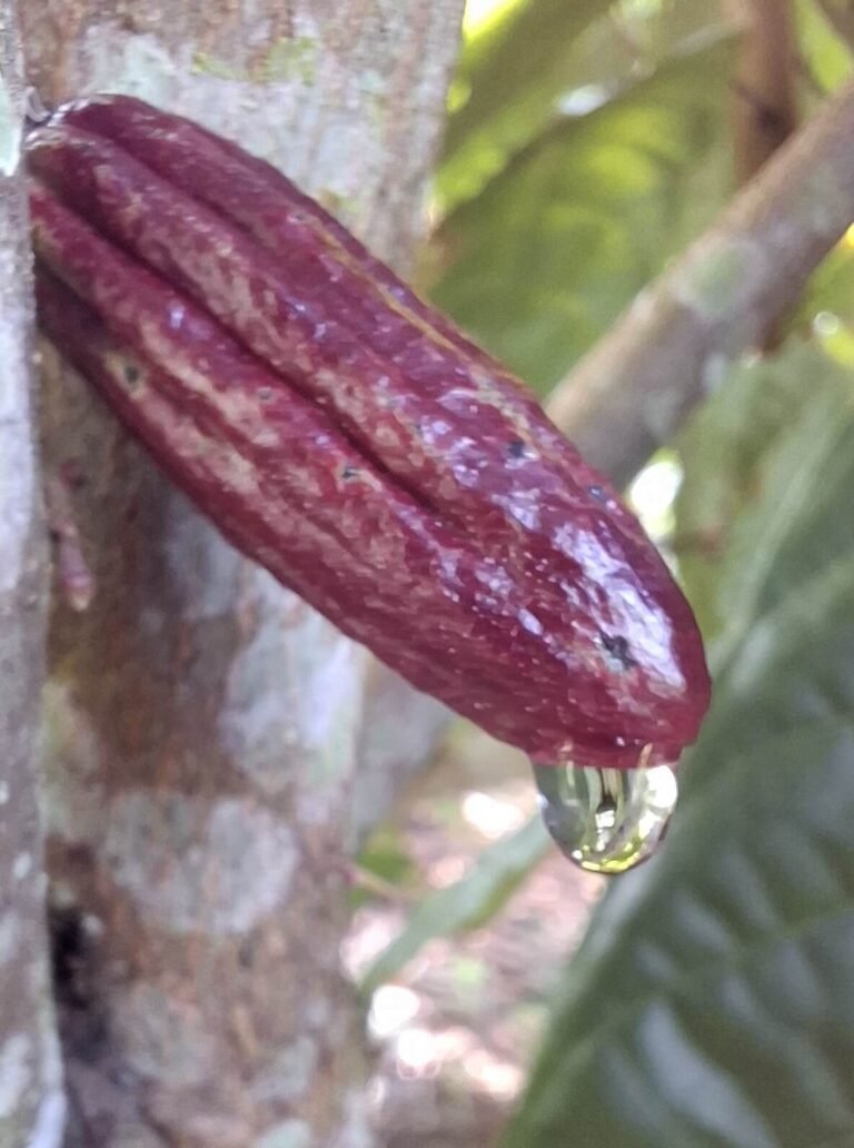 Capicacoa Chocolate Experience