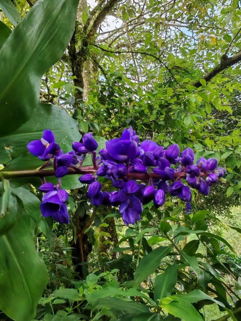 Finca Colibí gastronomic eperience