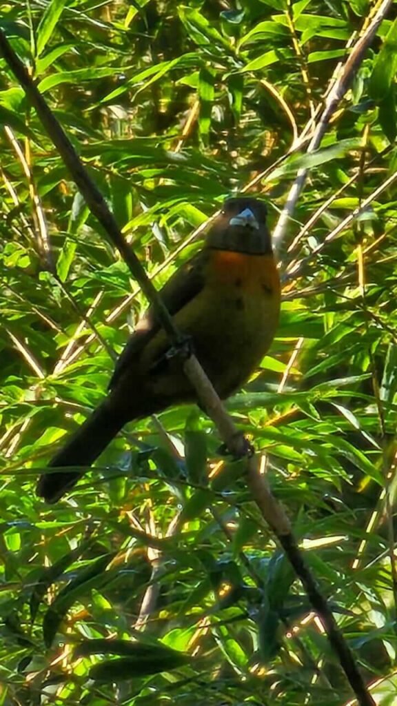 Finca EYA Roots, fruit, and cacao experience