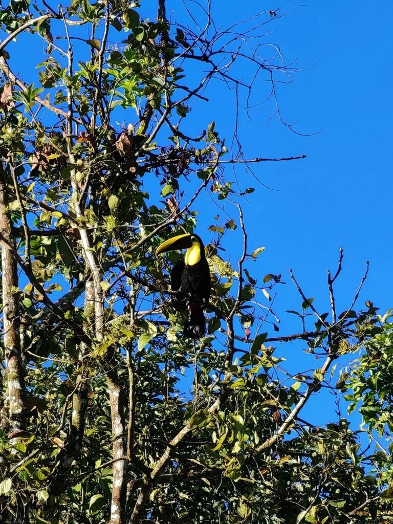 Finca EYA Roots, fruit, and cacao experience