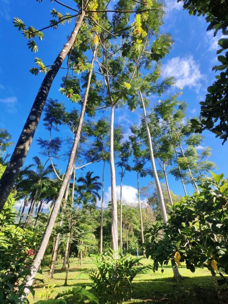Finca EYA Roots, fruit, and cacao experience
