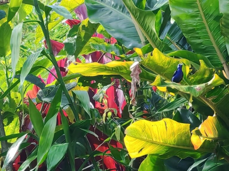 Finca EYA Roots, fruit, and cacao experience