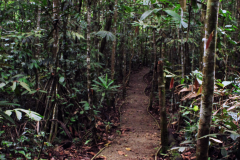 Los Cusingos - Bird refuge tour Dr. Skutch