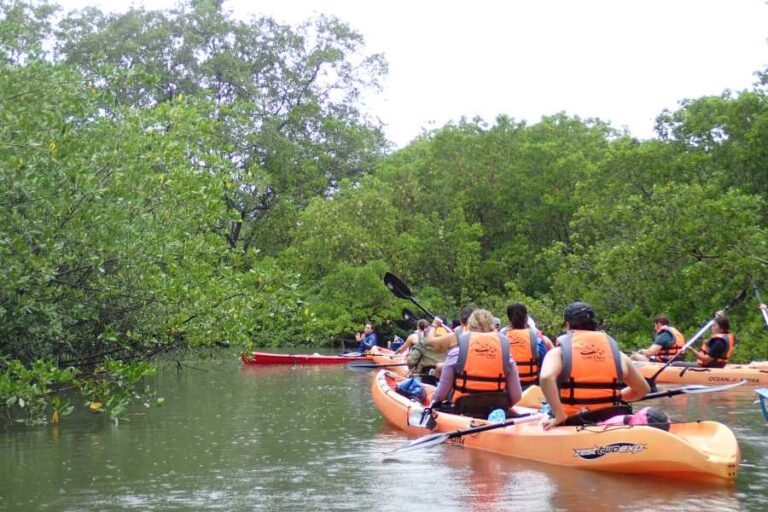 Mangrove kayak tour