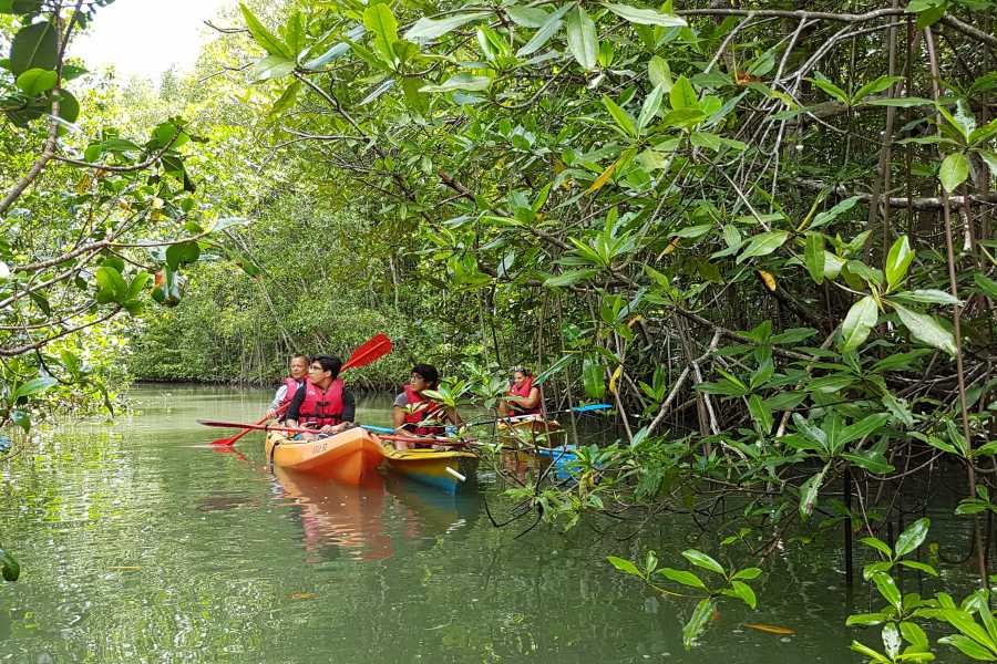 Mangrove kayak tour