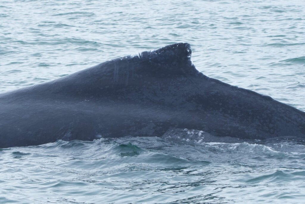 Marine expedition - Humpback whale watching