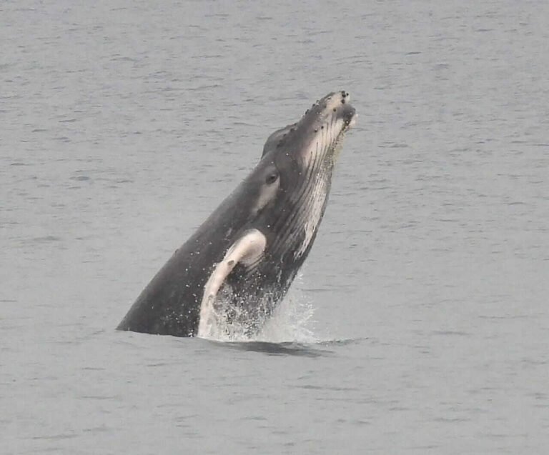 Marine expedition - Humpback whale watching