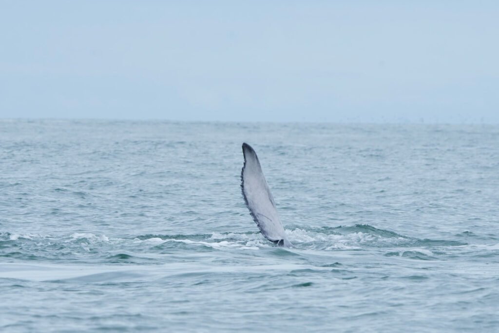 Marine expedition - Humpback whale watching