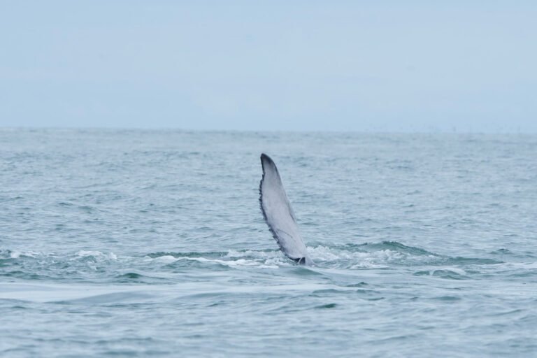 Marine expedition - Humpback whale watching