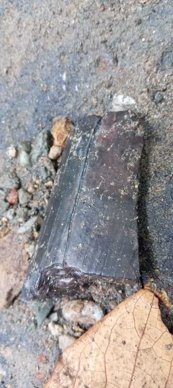 Paleontological tour - The path of the giants