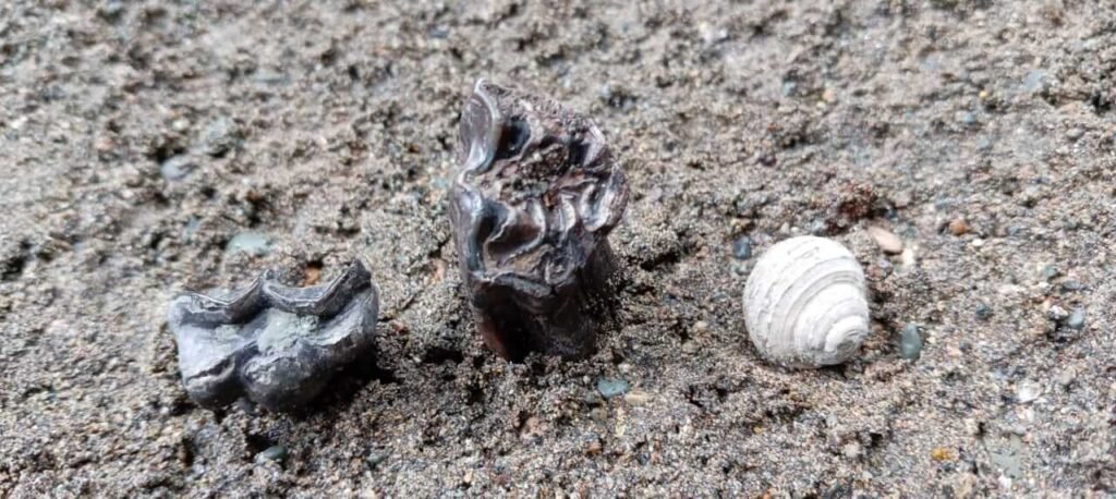 Paleontological tour - The path of the giants