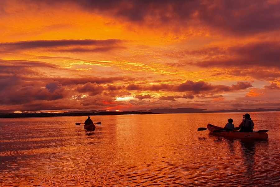 Sunset & bioluminescence kayak tour