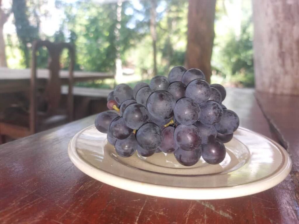 The path of flavor (vineyard, beer & coffee)