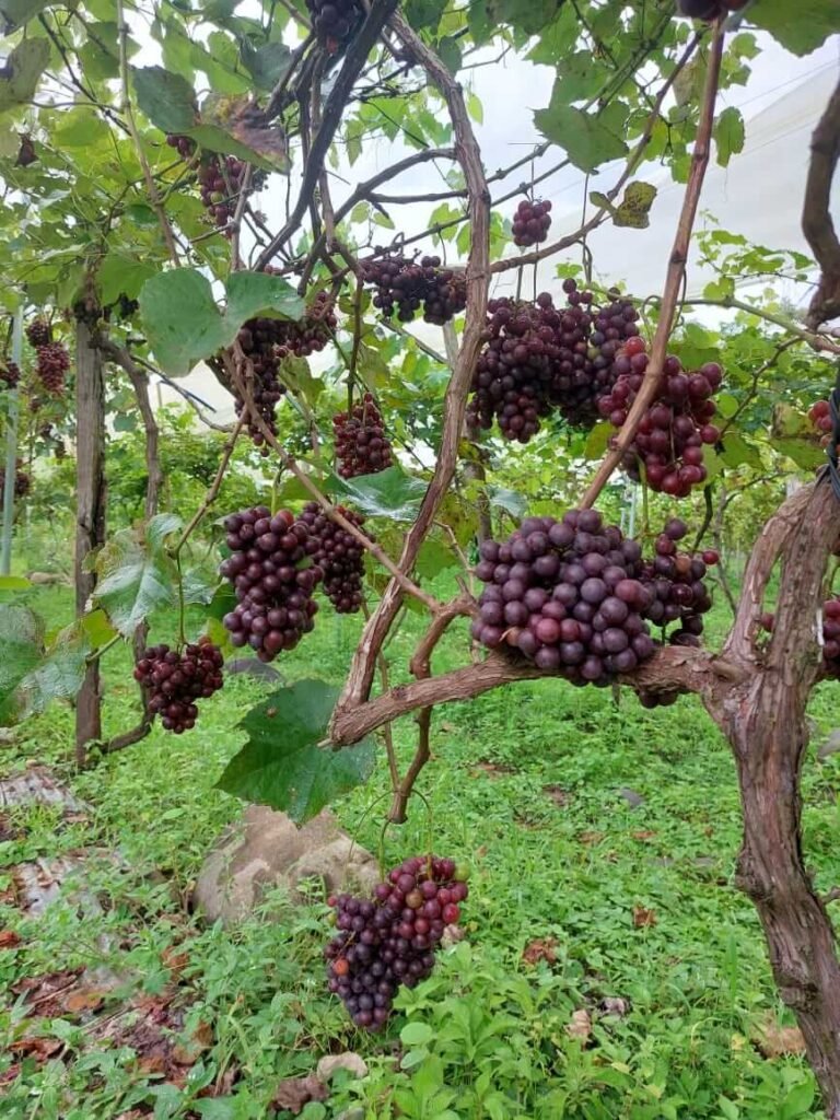 The path of flavor (vineyard, beer & coffee)